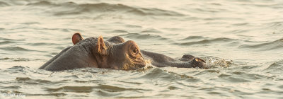 Hippo, Mana Pools Ntl. Park  2