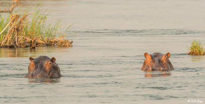 Hippos, Mana Pools Ntl. Park  3