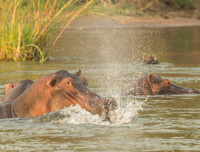 Hippos, Mana Pools Ntl. Park  4