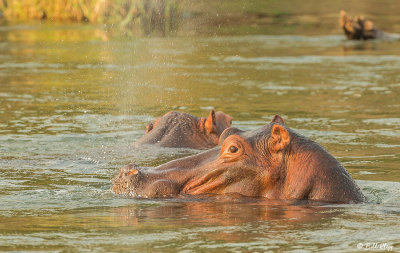 Hippos, Mana Pools Ntl. Park  5