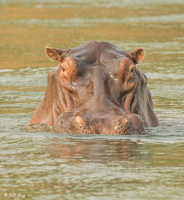 Hippo, Mana Pools Ntl. Park  6