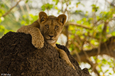 Lion Cub, Mana Pools Ntl. Park  10