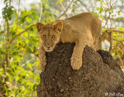 Lion Cub, Mana Pools Ntl. Park  11