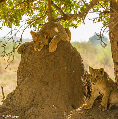 Lion Cubs, Mana Pools Ntl. Park  13