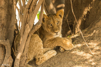 Lion Cub, Mana Pools Ntl. Park  14