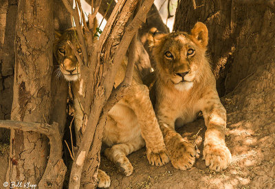 Lion Cubs, Mana Pools Ntl. Park  15
