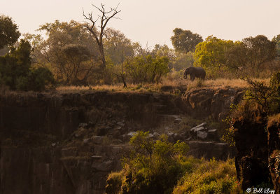 Elephant, Victoria Falls  1