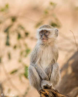 Vervet Monkey, Victoria Falls  1
