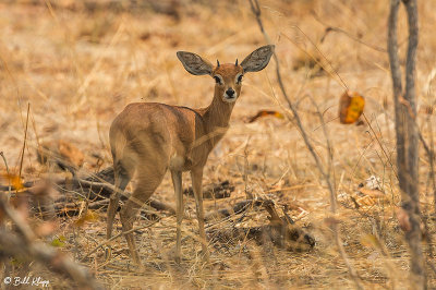 Steenbok, Hwange Ntl Park  1