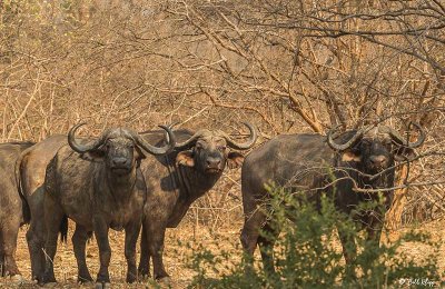 Cape Buffalo, Mana Pools Ntl. Park  1