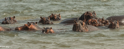 Hippos, Mana Pools Ntl. Park  7