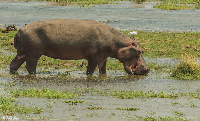 Hippo, Mana Pools Ntl. Park  9