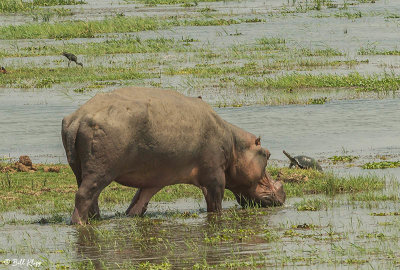 Hippo, Mana Pools Ntl. Park  10