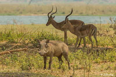 Warthog, Mana Pools Ntl. Park  1