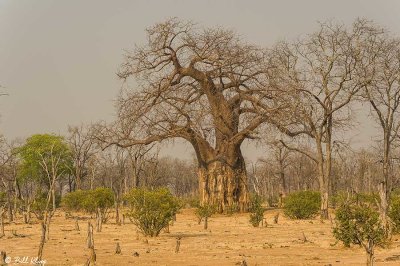Baobab, Mana Pools Ntl. Park  1