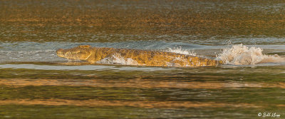 Crocodile, Mana Pools Ntl. Park  1