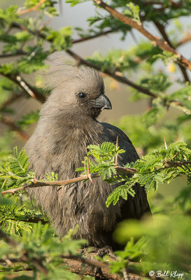 Go Away Bird, Okavango Delta  1