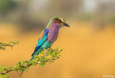 Lilac Breasted Roller, Okavango Delta   1