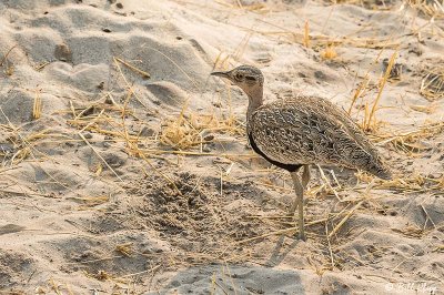 Red Crested Korhaan, Okavango Delta  1