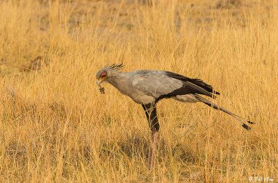 Secretary Bird, Okavango Delta  1