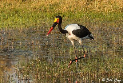 Saddle-billed Stork, Okavango Delta  4