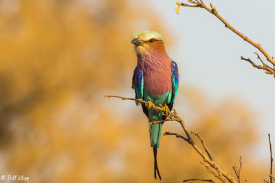 Lilac Breasted Roller, Linyanti Wildlife Reserve  1