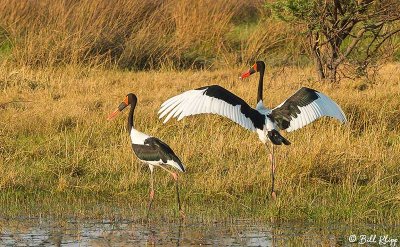 Saddle-billed Stork, Okavango Delta  1