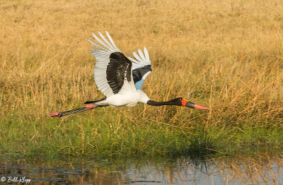Saddle-billed Stork, Okavango Delta  3