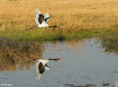 Saddle-billed Stork, Okavango Delta  2
