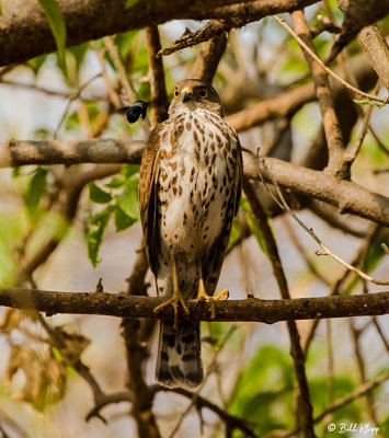 Gabar Goshawk, Linyanti Wildlife Reserve  1