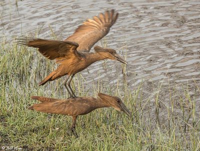 Hamerkop mating, Linyanti Wildlife Reserve  1