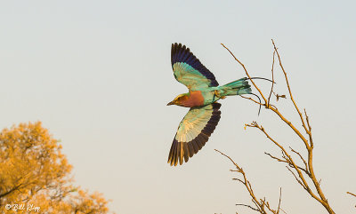 Lilac Breasted Roller, Linyanti Wildlife Reserve  3