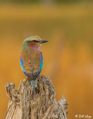 Lilac Breasted Roller, Linyanti Wildlife Reserve  2