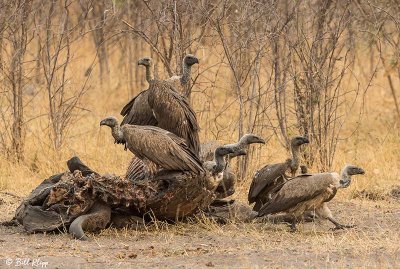 Vultures, Linyanti Wildlife Reserve  2
