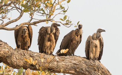 White-backed Vultures, Linyanti Wildlife Reserve  1