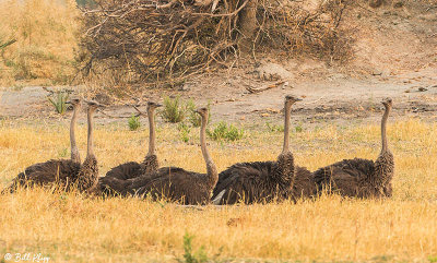 Ostrich, Okavango Delta  5