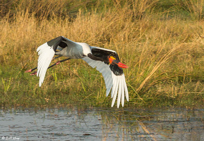 Saddle-billed Stork, Okavango Delta  5