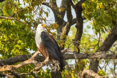 Fish Eagle, Chobe Ntl. Park  1