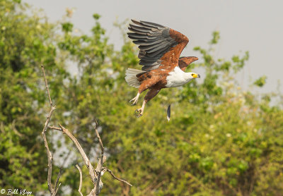 Fish Eagle, Chobe Ntl. Park  2