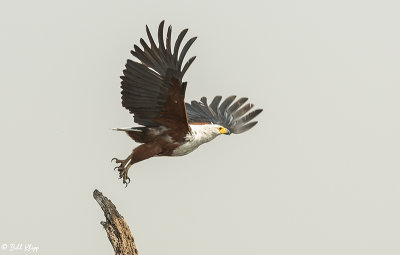Fish Eagle, Chobe Ntl. Park  3