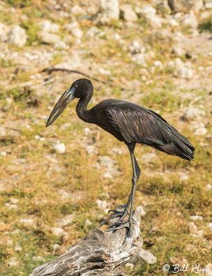 Open Billed Stork, Chobe Ntl. Park  1