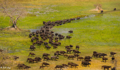 Cape Buffalo, Okavango Delta  1