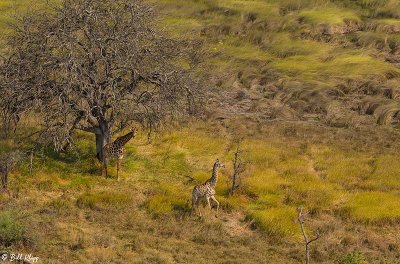 Giraffes, Okavango Delta  1