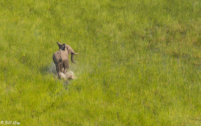Elephant, Okavango Delta  1