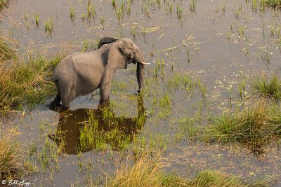 Elephant, Okavango Delta  2