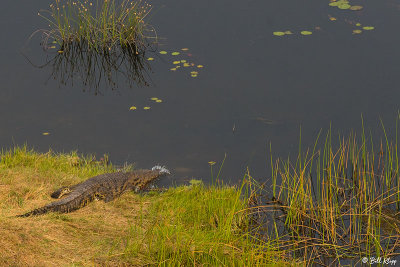 Crocodile, Okavango Delta  2