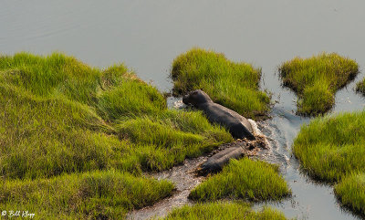 Hippo, Okavango Delta  3