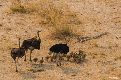 Ostrich, Okavango Delta  2