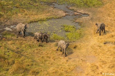Elephant, Okavango Delta  3