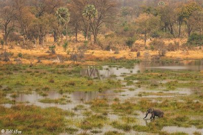 Elephant, Okavango Delta  4